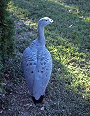 Picture/image of Cape Barren Goose