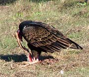 Picture/image of Turkey Vulture