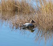 Picture/image of Just for Fun