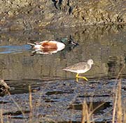 Picture/image of Lesser Yellowlegs