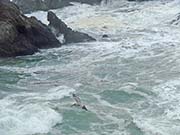 Picture/image of Brown Pelican