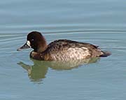 Picture/image of Lesser Scaup