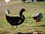 Picture/image of Domestic-Feral Waterfowl