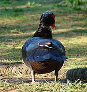 Picture/image of Domestic-Feral Waterfowl