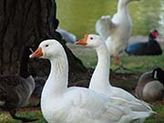 Picture/image of Domestic-Feral Waterfowl