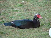Picture/image of Domestic-Feral Waterfowl