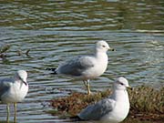 Picture/image of Ring-billed Gull