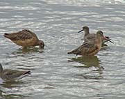 Picture/image of Marbled Godwit