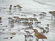 Picture/image of Western Sandpiper