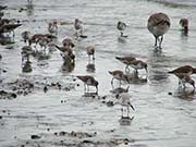 Picture/image of Sanderling