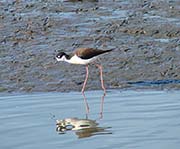 Picture/image of Black-necked Stilt