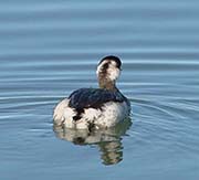 Picture/image of Eared Grebe