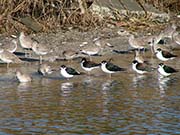 Picture/image of Black-necked Stilt