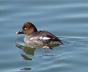 Picture/image of Common Goldeneye