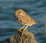Picture/image of Burrowing Owl