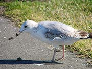 Picture/image of Ring-billed Gull