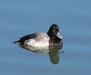 Picture/image of Lesser Scaup