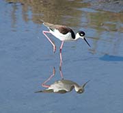 Picture/image of Black-necked Stilt