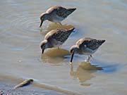 Picture/image of Short-billed Dowitcher