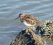 Picture/image of Least Sandpiper