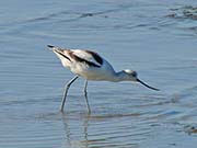 Picture/image of American Avocet