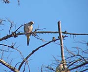 Picture/image of Mourning Dove