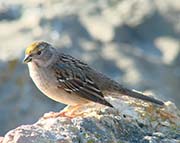 Golden-crowned Sparrow