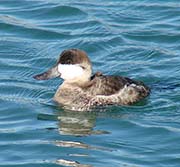 Picture/image of Ruddy Duck