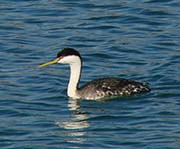 Picture/image of Clark's Grebe