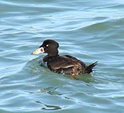 Picture/image of Surf Scoter