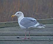 Picture/image of Glaucous-winged Gull