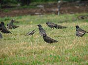 Picture/image of European Starling