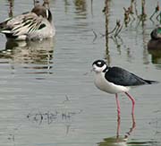 Picture/image of Black-necked Stilt