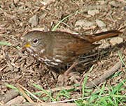 Picture/image of Fox Sparrow