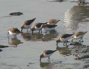 Picture/image of Western Sandpiper