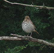 Picture/image of Hermit Thrush