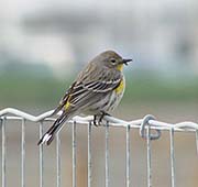 Yellow-rumped Audubon Warbler