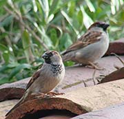 House Sparrow