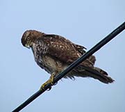 Picture/image of Red-tailed Hawk
