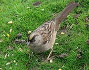 Picture/image of Golden-crowned Sparrow