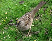 Picture/image of Golden-crowned Sparrow