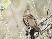 Picture/image of Golden-crowned Sparrow