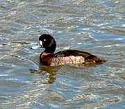 Picture/image of Greater Scaup
