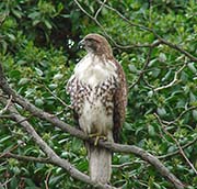Picture/image of Red-tailed Hawk