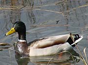Picture/image of Mallard
