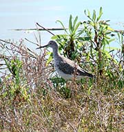 Picture/image of Lesser Yellowlegs