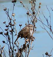 Picture/image of Song Sparrow