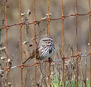 Picture/image of Song Sparrow