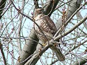 Picture/image of Red-tailed Hawk