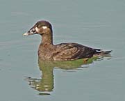 Picture/image of Surf Scoter